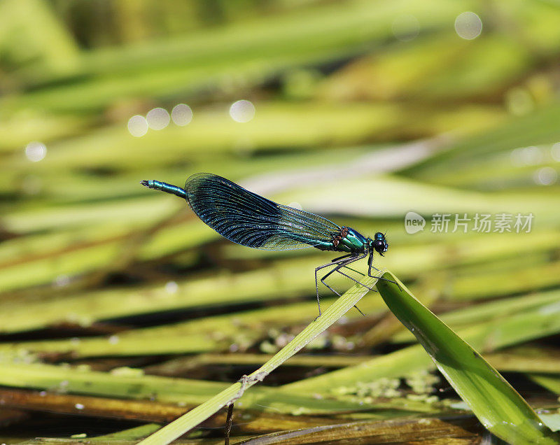 带状Demoiselle (Calopteryx splendens)雄性